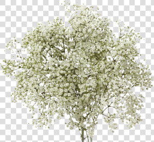 Transparent Baby S Breath Clipart   Baby  39 s Breath Flower Png  Png Download