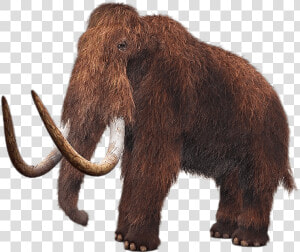 Wooly Mammoth  HD Png Download