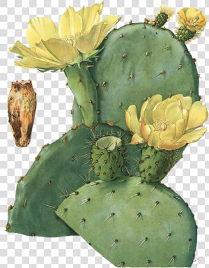 Prickly Pear Botanical Illustration Stock  HD Png Download