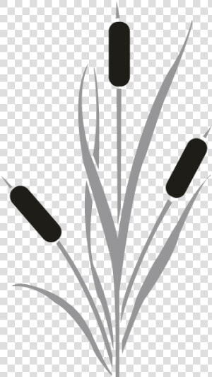 Cattail Drawing Clip Art   Cattail Reeds Silhouette  HD Png Download