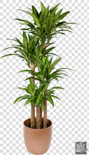 Office Plant Png   Dracena Massangeana  Transparent Png