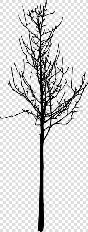 Twig  HD Png Download