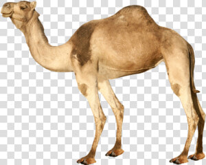 Best Free Camel High Quality Png   Transparent Background Camel Png  Png Download