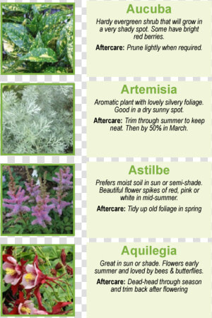 Aucuba Hardy Evergreen Shrub That Will Grow In A Very   Astilbe Chinensis  HD Png Download