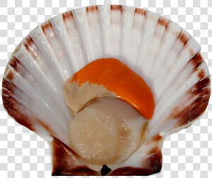 Scallop Png Images   Scallop Png  Transparent Png