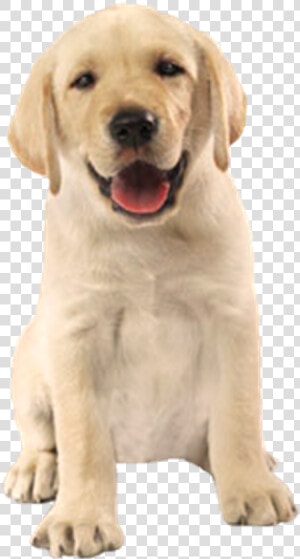 Cão Feliz Em Png   Cachorro Imagem Sem Fundo  Transparent Png