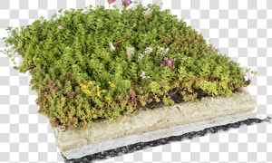 123   Roof Garden Png  Transparent Png