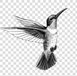 Hummingbird Tattoo Artist Black And Gray   Hummingbird Tattoo Bird Black And Grey Drawings  HD Png Download