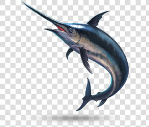 Swordfish   Swordfish Png  Transparent Png