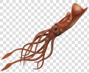 Squid Png Image   Squid Png  Transparent Png