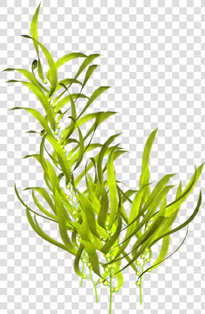 Seaweed Aquatic Plants Clip Art   Seaweed Png  Transparent Png