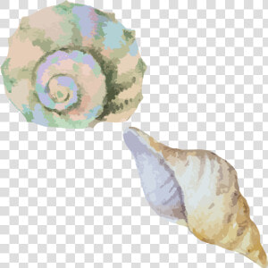 Conch shell sea Snail conch watercolor   Transparent Watercolor Sea Shell  HD Png Download