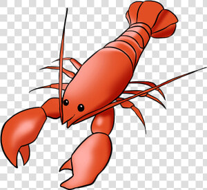 Transparent Crayfish Clipart   Lobster Drawing  HD Png Download