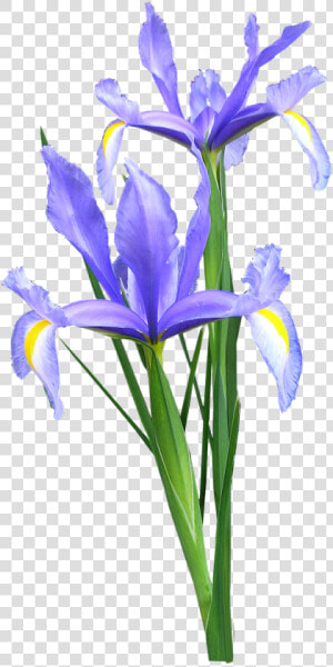 Iris Dutch Flowers   Blue Iris Flower Png  Transparent Png