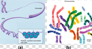 In This Illustration  Dna Tightly Coiled Into Two Thick   Genes And The Human Genome  HD Png Download