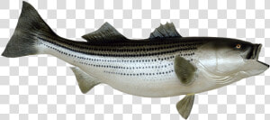 Mounted Striped Bass Clip Art   Royalty Free Striped Bass Art  HD Png Download