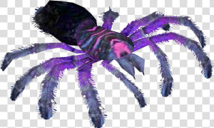 Transparent Cobalt Blue Tarantula  HD Png Download