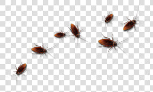 Roaches Png  Transparent Png