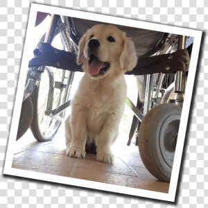 Training Social Service Dogs In The Heart Of Tuscany   Golden Retriever  HD Png Download