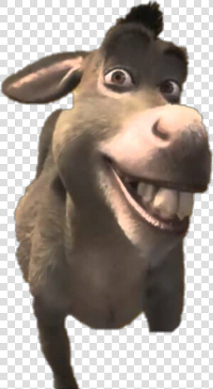  freetoedit  shrek  donkey   Donkey Shrek  HD Png Download