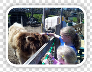 Farm   Shetland Pony  HD Png Download