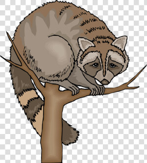 Free Raccoon Clipart   Free Images Clipart Raccoon  HD Png Download