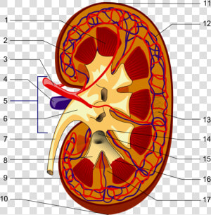 Kidney Piom   Parts Of The Kidney  HD Png Download