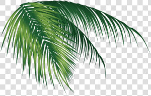 Leaf Png Images   Coconut Leaf Png  Transparent Png