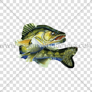 Walleye Vector Fish   Bass  HD Png Download