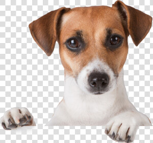 Dog Png   Jack Russell Puppies Tan And White  Transparent Png