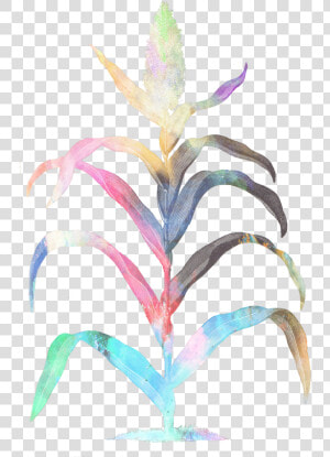 Maiz Sticker   Illustration   Bromelia  HD Png Download