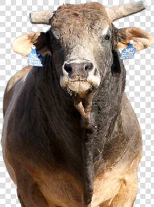 Transparent Bull Riding Png   Bull  Png Download