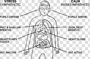 Body breathing   Png Download   Stress Parasympathetic Nervous System  Transparent Png