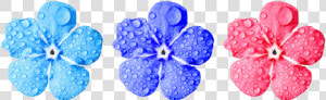 Flower  Forget Me Not  Close Up  Leaves  HD Png Download