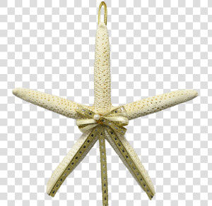 2 White Finger Starfish Christmas Ornaments 4 5   Echinoderm  HD Png Download