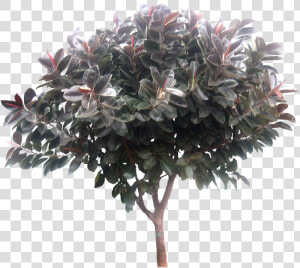 Transparent Ficus Tree Png   Ficus Elastica Tree Png  Png Download