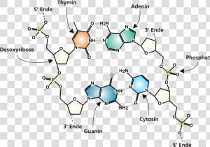 Dna Molecule Png   Chemical Diagram Of Dna  Transparent Png