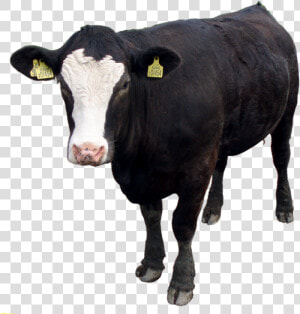 Cow Png Images Download   Beef Cattle Transparent Background  Png Download