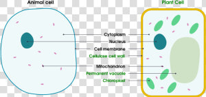 1 Basic Structure Of Animal And Plant Cells   Animal And Plant Cell Transparent Background  HD Png Download