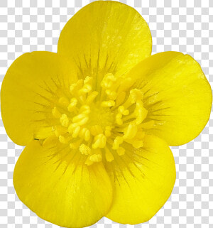 Transparent Buttercup Flower Png   Buttercup Flower Png  Png Download