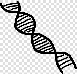 Dna Double Helix Clip Art   Dna Double Helix Transparent  HD Png Download