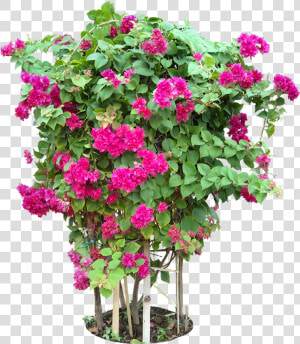 Tropical Plant Pictures   Bougainvillea Flower Tree Png  Transparent Png