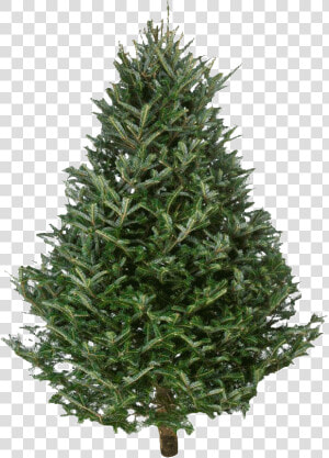 Fraser Fir Christmas Trees   Pine Tree Christmas Fresh  HD Png Download