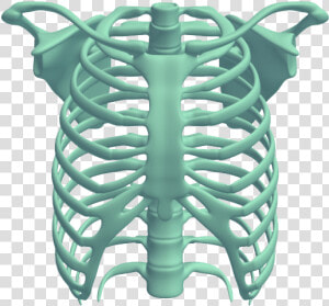 Download Rib Cage   Rib Cage Free  HD Png Download