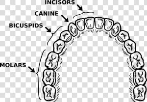 Vector Library Stock Teeth Annotated Big Image Png   Teeth Parts Of Black And White  Transparent Png