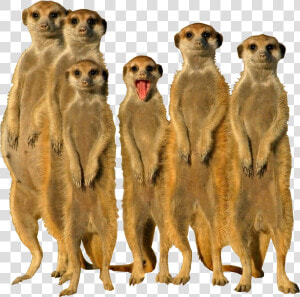 Meerkat Animal   Png Download   Meerkats Png  Transparent Png