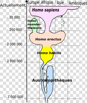 Human Evolution   Current Model For Human Evolution  HD Png Download