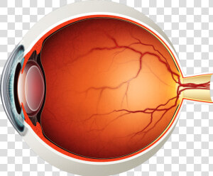 Parts Of The Eyes Png   Retina Png  Transparent Png