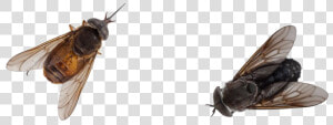 Black Horse Fly Png Pic   Transparent Flies Png  Png Download