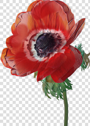  poppy  flower  red   Poppy  HD Png Download